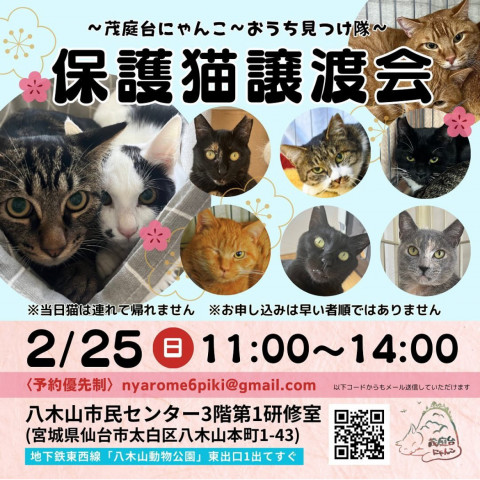 保護猫譲渡会