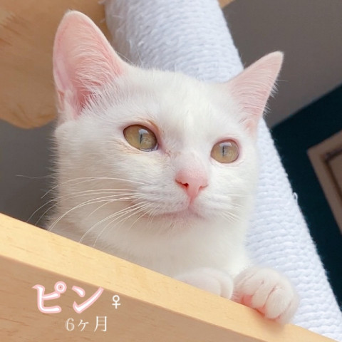 保護猫カフェwish（譲渡型）