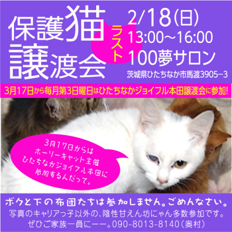 100夢サロン猫譲渡会！今月がラスト！