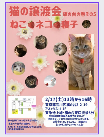 猫の譲渡会