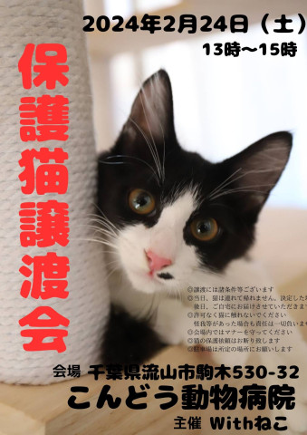 【流山市】2/24（土）こんどう動物病院保護猫譲渡会