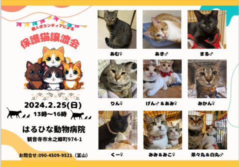 保護猫譲渡会