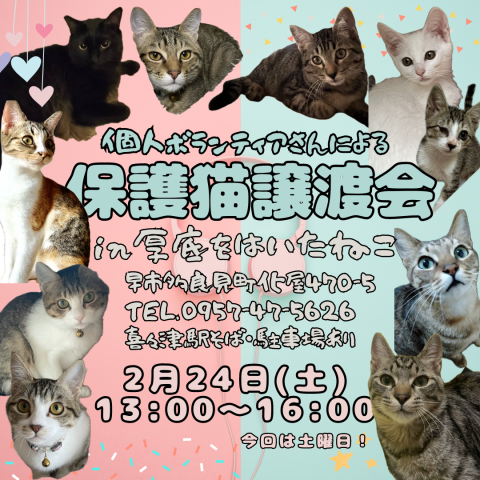 長崎の保護猫譲渡会