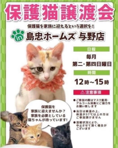 ねこかつ保護猫譲渡会@与野