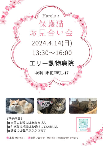 harelu 猫の譲渡会