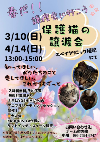 保護猫の譲渡会