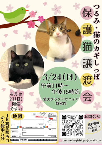 つるみ・猫のカギしっぽ　定例譲渡会　３月２４日（日）IN鶴見