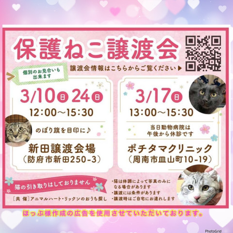 保護ねこ譲渡会