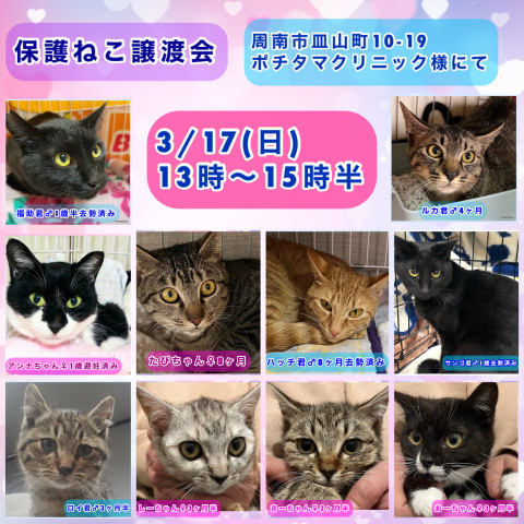 保護ねこ譲渡会in周南市