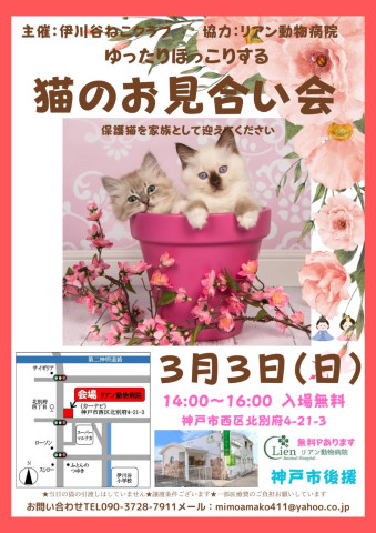 ゆったりほっこり猫のお見合い会