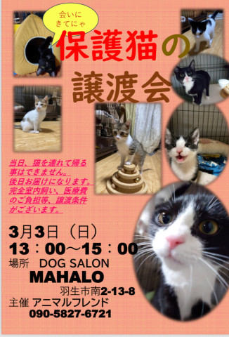 保護猫の譲渡会