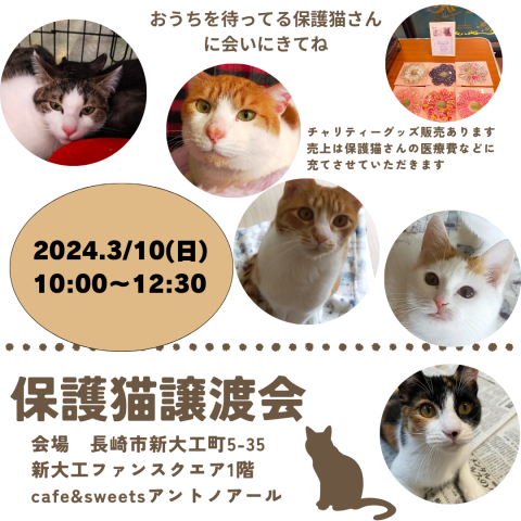 保護猫譲渡会