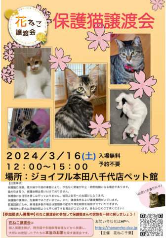 花ねこ譲渡会