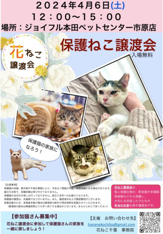 花ねこ譲渡会