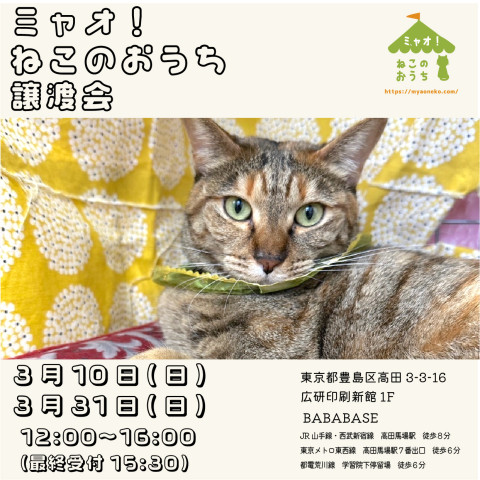 ミャオねこ譲渡会◆高田馬場