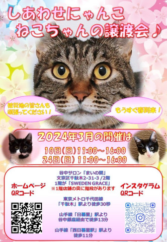 しあわせにゃんこ猫ちゃんの譲渡会ＩＮ谷根千「まいの間」