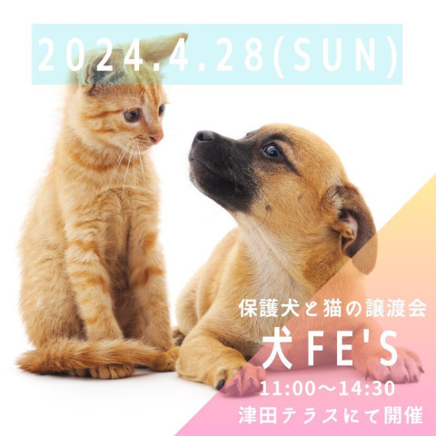 犬Fes 保護犬猫の譲渡会