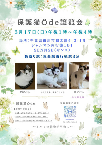 保護猫Ödeアード譲渡会