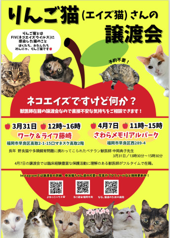 りんご猫（猫エイズ）さんの譲渡会