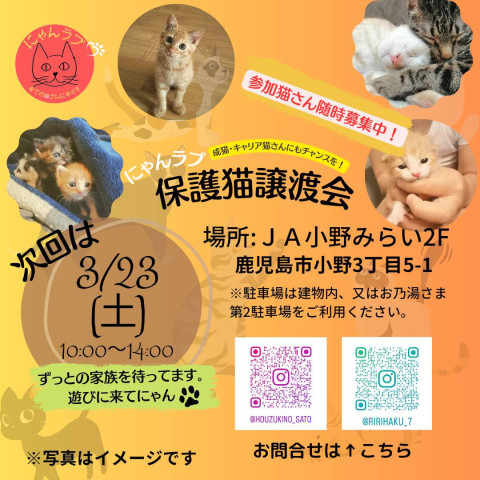 にゃんラブ保護猫譲渡会