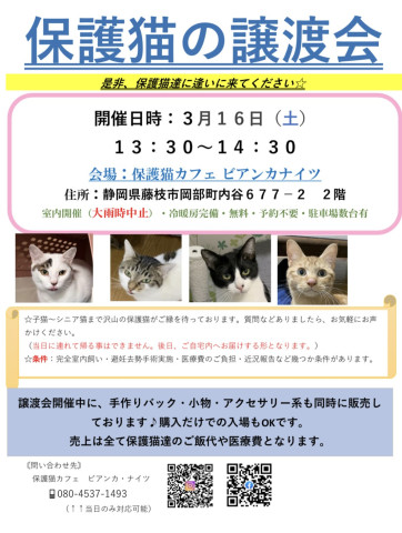 保護猫の譲渡会