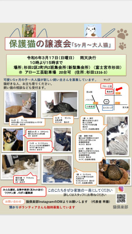 保護猫の譲渡会「5ヶ月～大人猫」