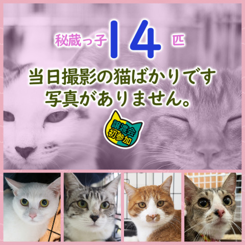猫20匹の譲渡会／みよし市