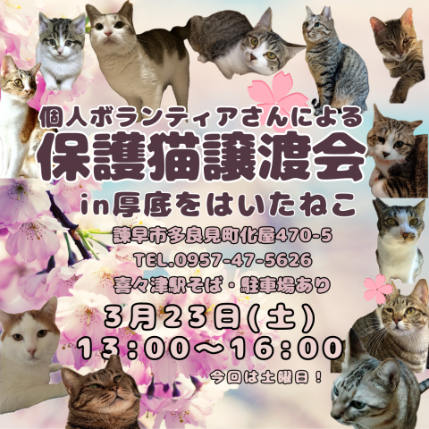 保護猫譲渡会 in 諫早市多良見町「厚底をはいたねこ」