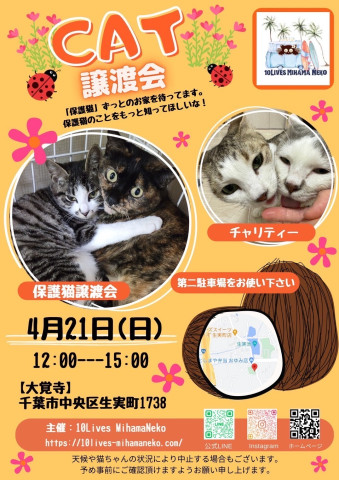 ねこの譲渡会