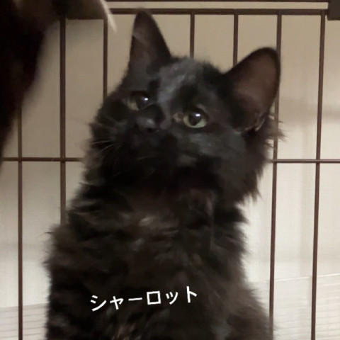 保護猫カフェwish（譲渡型）