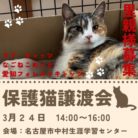 猫の譲渡会