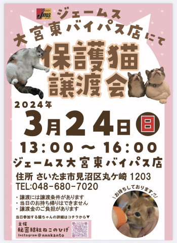 秘密結社ねこのひげ♡保護猫譲渡会