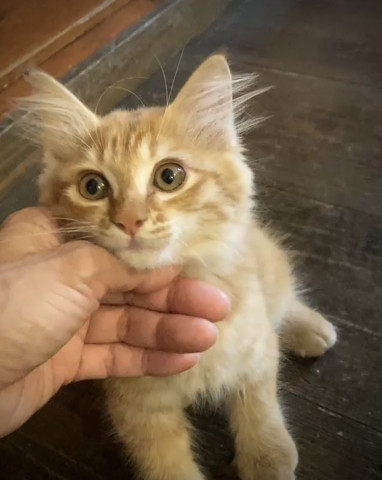 おきなわ美ら猫譲渡会♡天白区♡茶トラ☆三毛☆フワフワ祭り