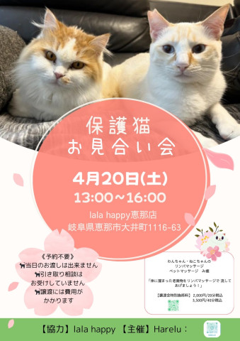 猫の譲渡会