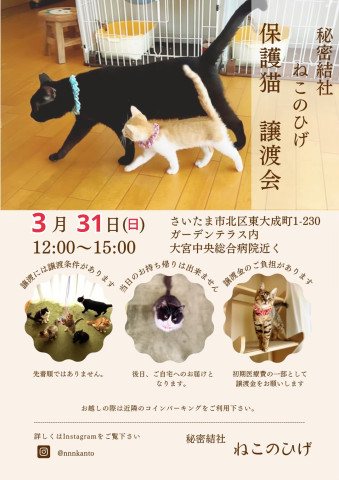 秘密結社ねこのひげ♡保護猫譲渡会