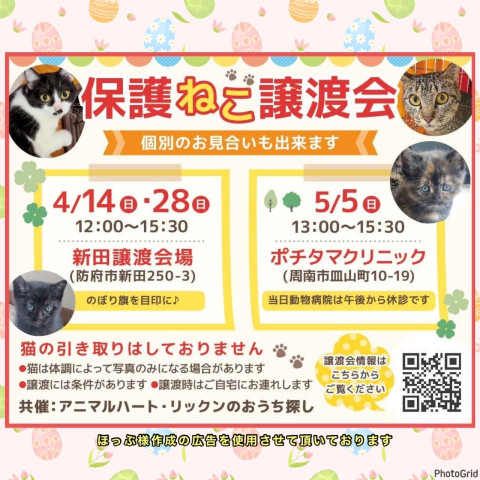 保護ねこ譲渡会