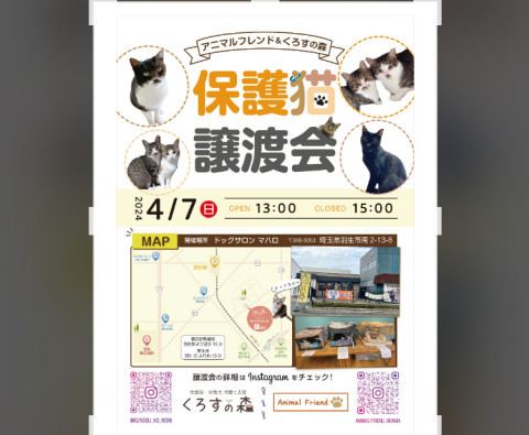 保護猫譲渡会