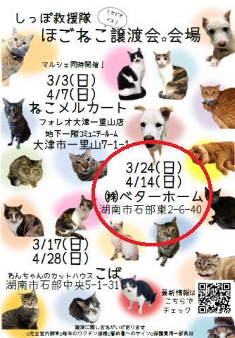 しっぽ救援隊☆ねこ譲渡会