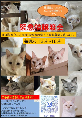 緊急猫譲渡会in岡崎