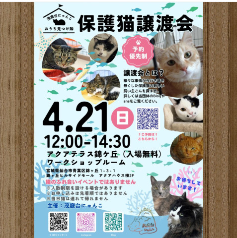 保護猫譲渡会