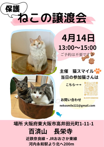 ねこの譲渡会@東大阪市