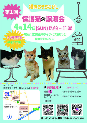 保護猫譲渡会