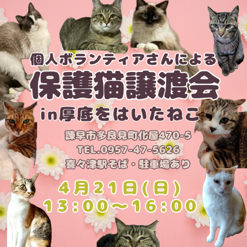 保護猫譲渡会 in 諫早市多良見町「厚底をはいたねこ」