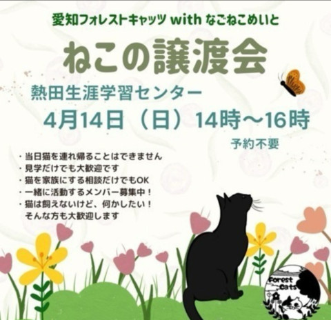 猫の譲渡会