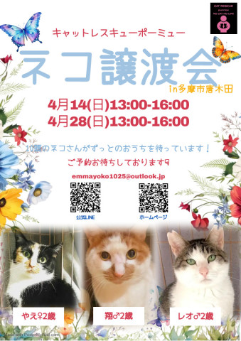 保護猫譲渡会