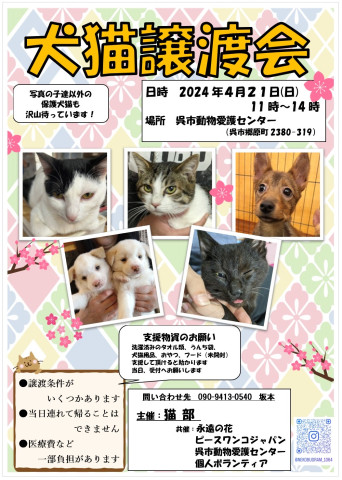 いぬねこ譲渡会