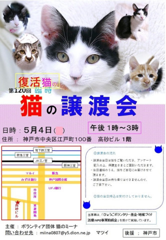 臨時 猫の譲渡会in神戸三宮 ¨ 猫のミーナ ¨