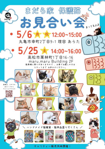 保護猫のお見合い会