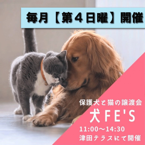 犬Fés 保護犬猫の譲渡会