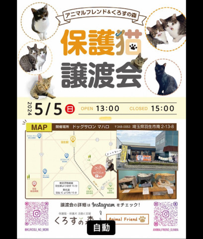 保護猫の譲渡会